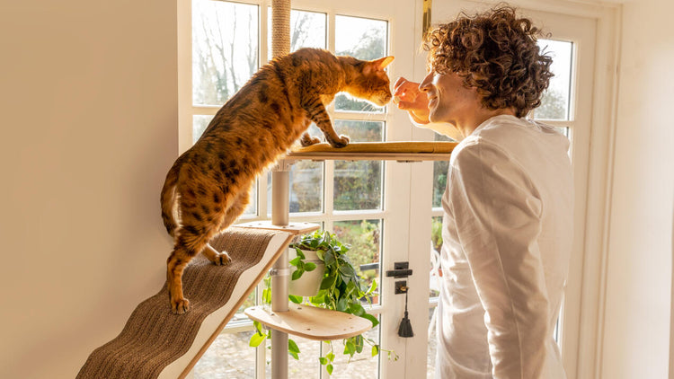 Cat Climbing Tree